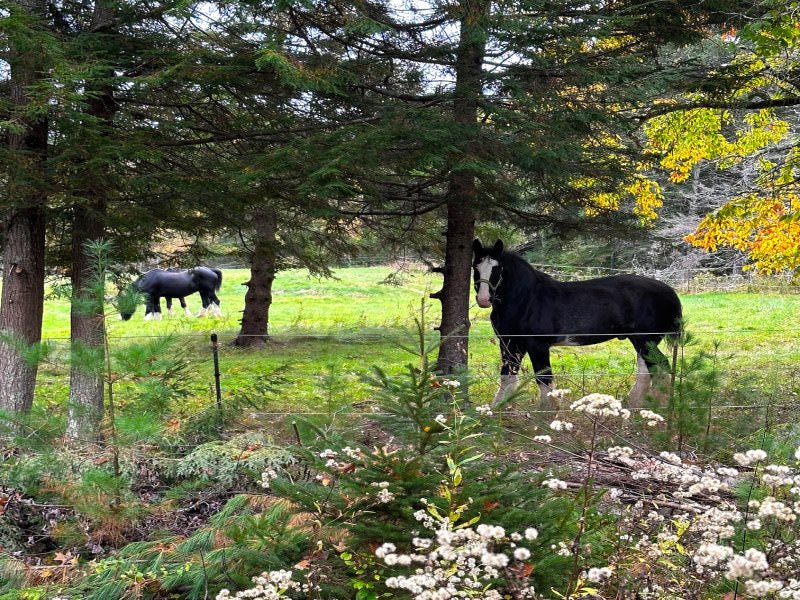 Farm View